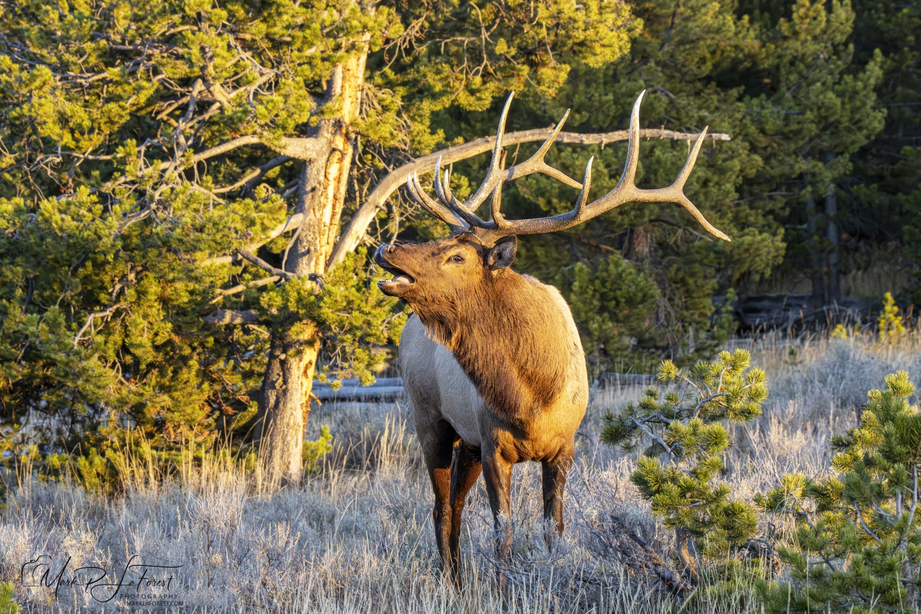 Bull Elk, Yellowstone National Park